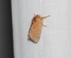 Pseudanapaea sp.